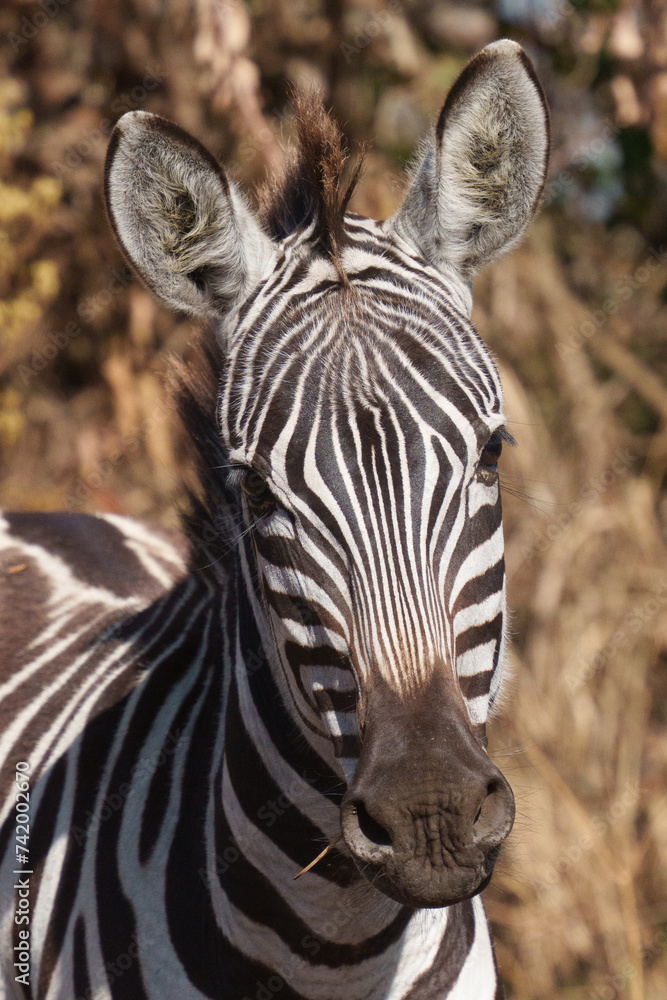 Naklejka premium zebra close up