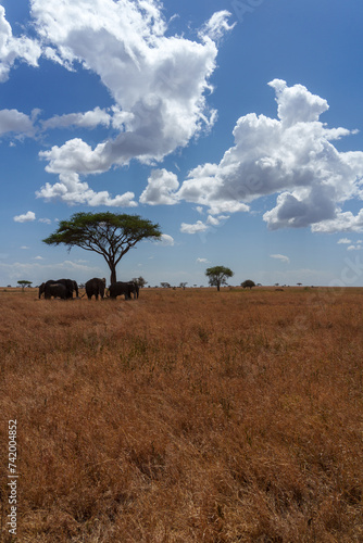 elephants standing under the tree in seregenti