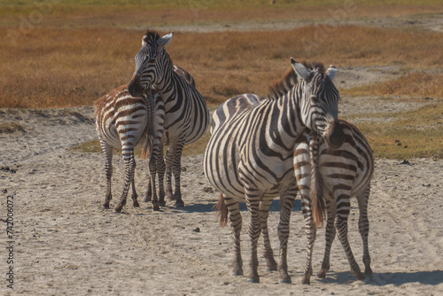 zebra in the serengeti resetting in pairs to avoid dust