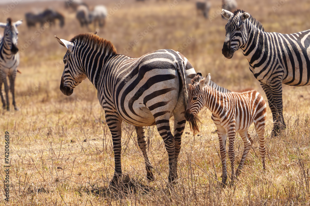 Obraz premium young zebra and its herds in the savannah
