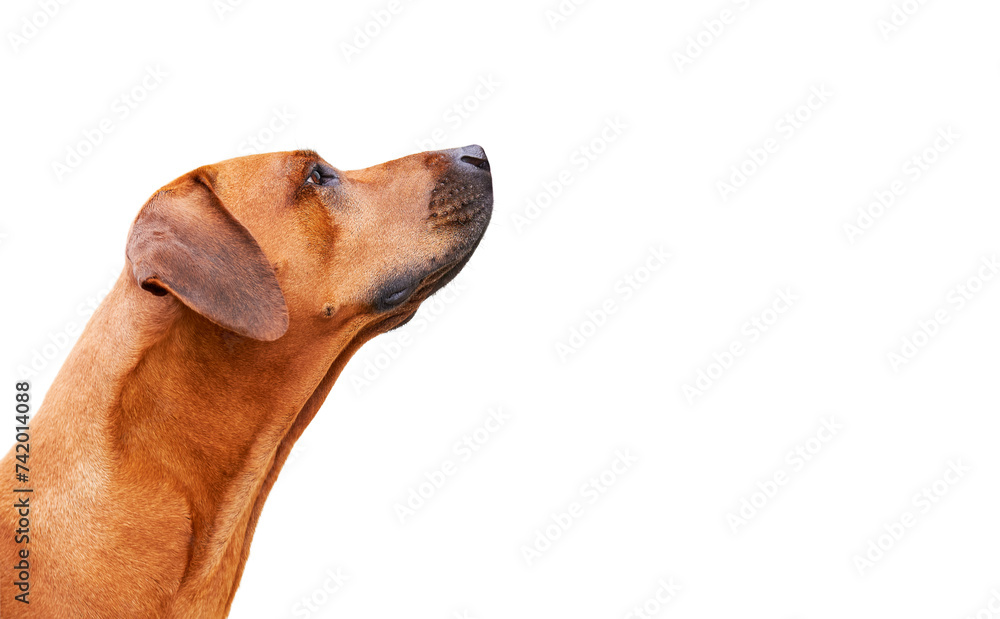 Portrait of dog from the side looking up isolated on white background. Rhodesian ridgeback Portrait of dog from the side looking up isolated on white background. Rhodesian ridgeback