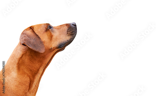 Portrait of dog from the side looking up isolated on white background. Rhodesian ridgeback 