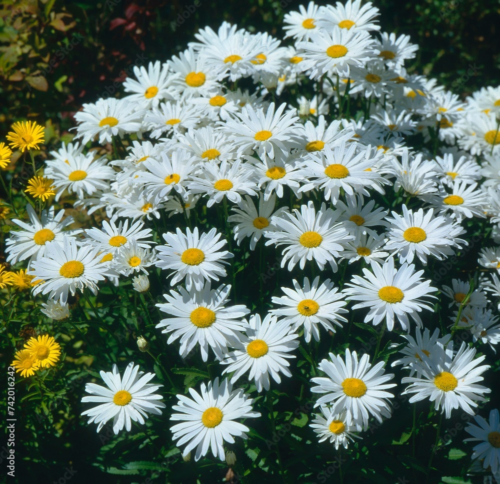 Marguerite (Leucanthemum vulgare), daisy, meadow daisy, rough dog daisy Meadow usherflower