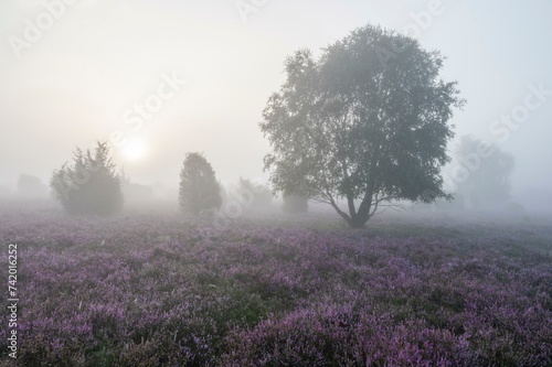Heath landscape, flowering common heather (Calluna vulgaris), birch (Betula), morning mist, Lueneburg Heath, Lower Saxony, Germany, Europe photo