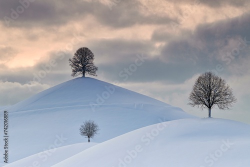 Linden trees in drumlin landscape, in winter with snow, Hirzel, Switzerland, Europe photo