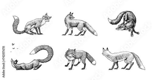 Wild red fox set. Forest ginger animal flying and jumping. Vector Engraved hand drawn Vintage sketch for label or poster.