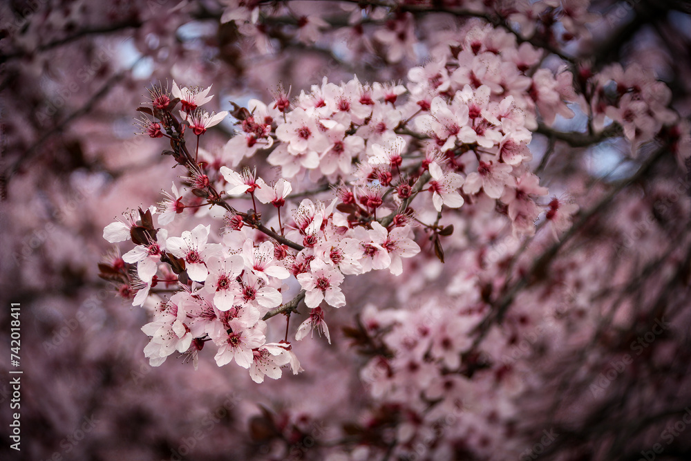 almond trees in bloom with all their pink blossoms in full bloom almond trees in bloom with all their pink blossoms in full bloom