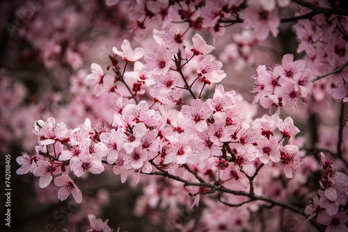 almond trees in bloom with all their pink blossoms in full bloom