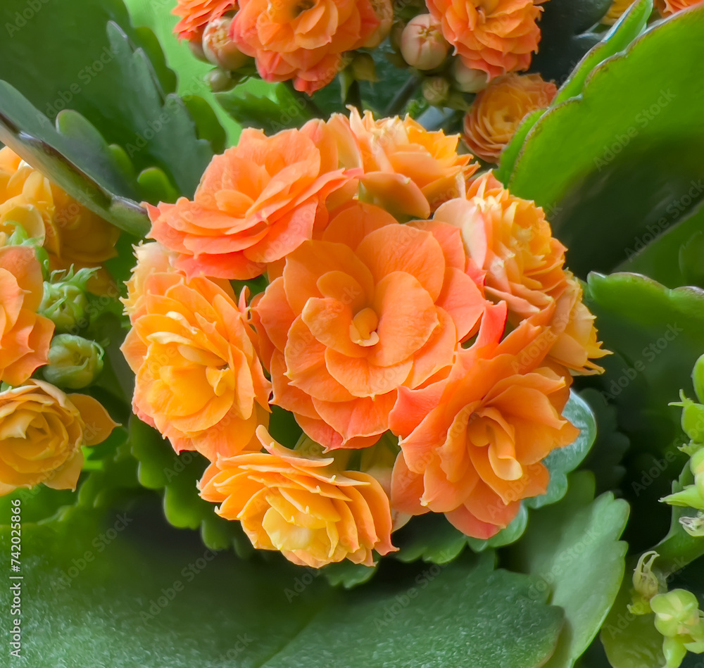 Background from a bouquet of orange miniature roses, Kalanchoe