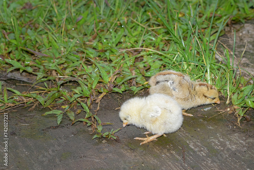 Cute and beautiful chicks, chicks looking for food in the garden, little chickens playing
