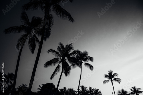 Palm tree Silhouette in the evening in St. Lucia in the Caribbean 
