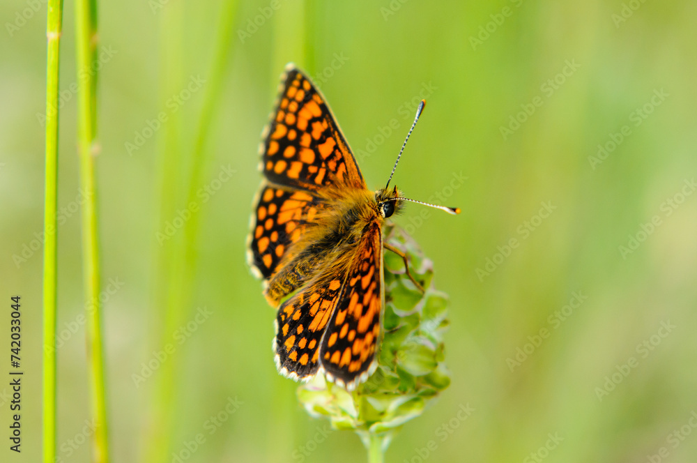 Obraz premium butterfly on a flower