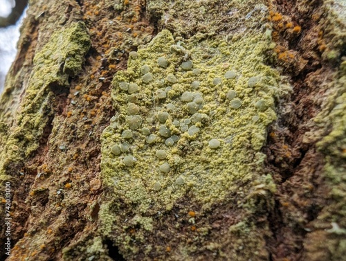 Rim lichen on a tree in the British countryside photo