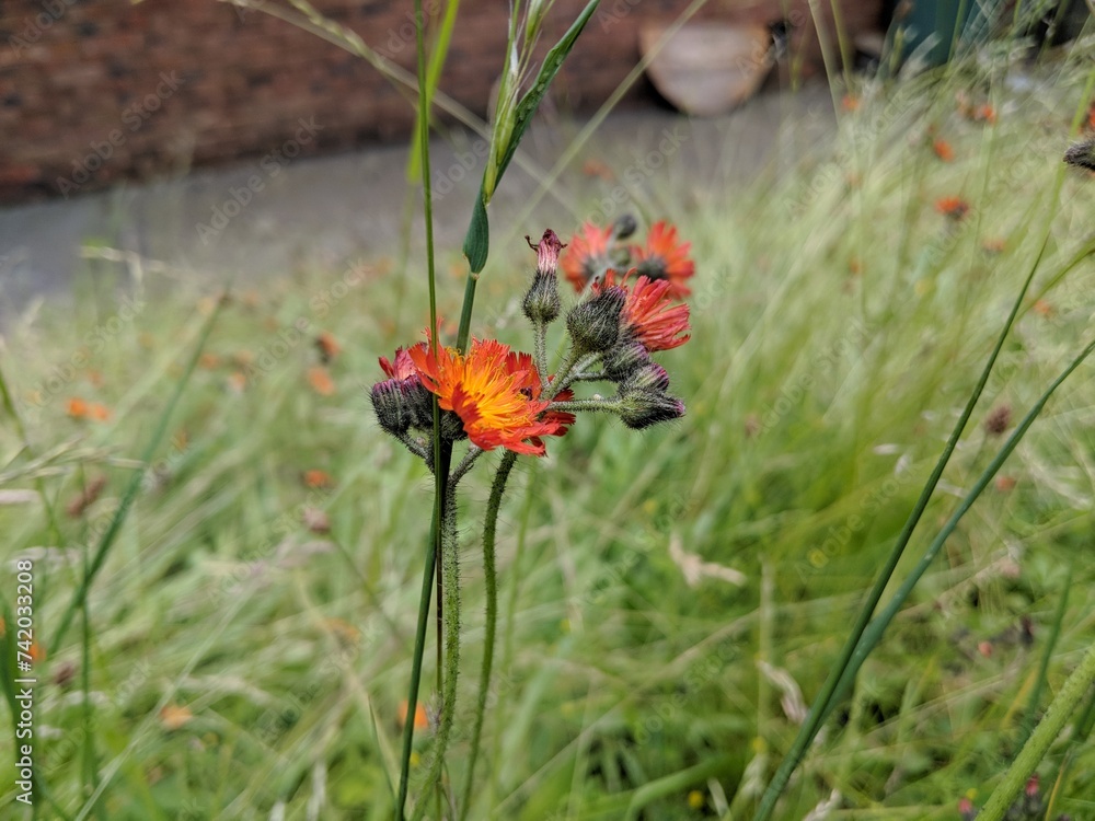 Obraz premium Fox-and-cubs Flowers (Pilosella aurantiaca) growing in an overgrown garden