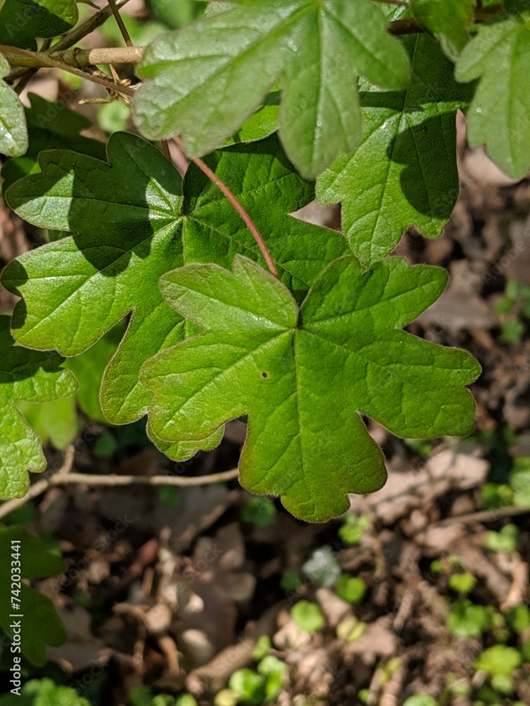 Obraz premium Leaves of Field Maple (Acer campestre)
