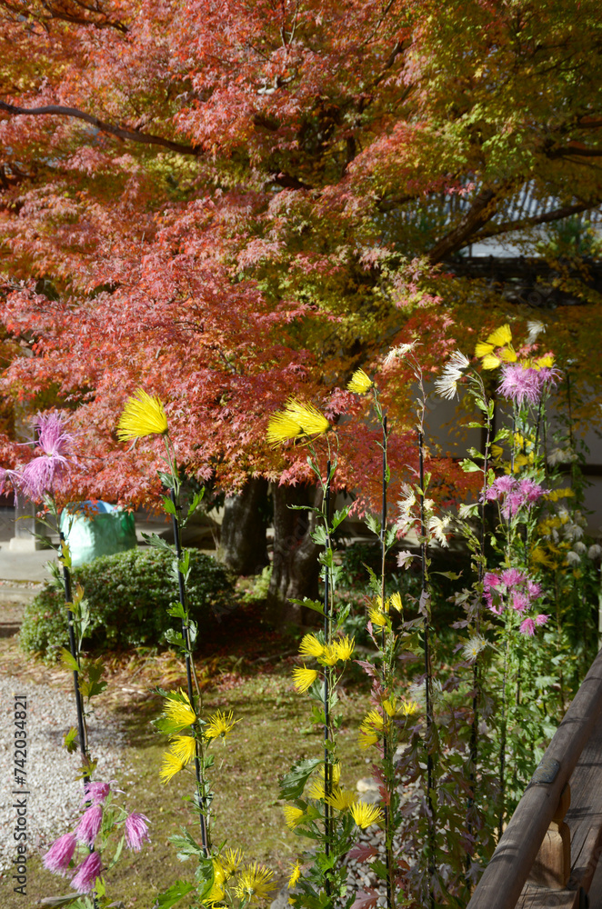 Obraz premium 秋の大覚寺 境内の嵯峨菊 京都市右京区嵯峨