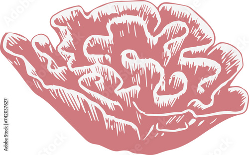 Diseño de coral en vector para print