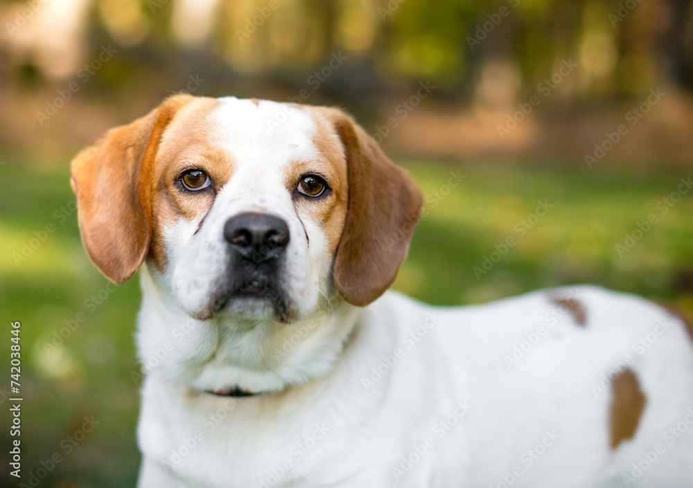 A Beagle x Spaniel mixed breed dog with tear stains