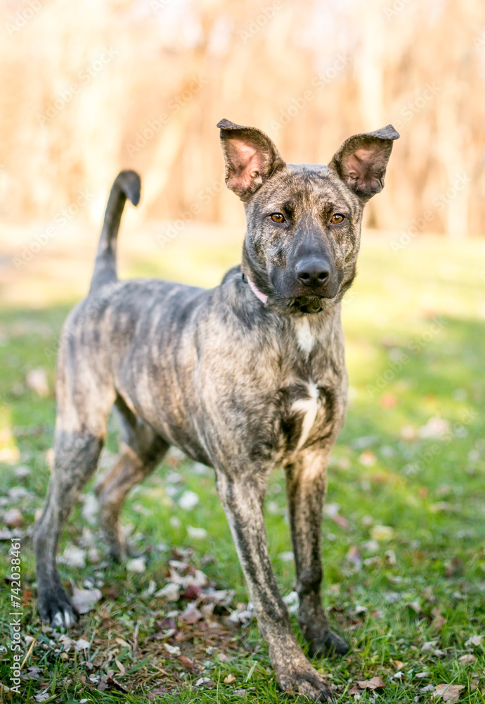 A Dutch Shepherd mixed breed dog with large ears