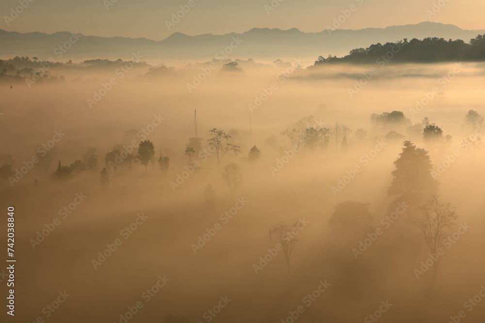 Fog covers the savannah in the morning ,beautiful nature in thung yai naresuan wildlife sanctuary,Tak province ,Thailand Fog covers the savannah in the morning ,beautiful nature in thung yai naresuan wildlife sanctuary,Tak province ,Thailand
