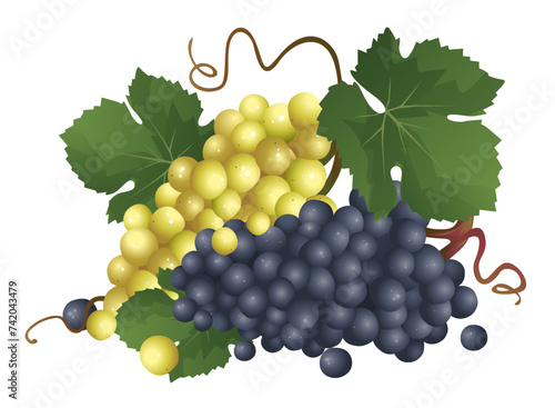Grape composition. Pinot noir, chardonnay. Vector illustration.