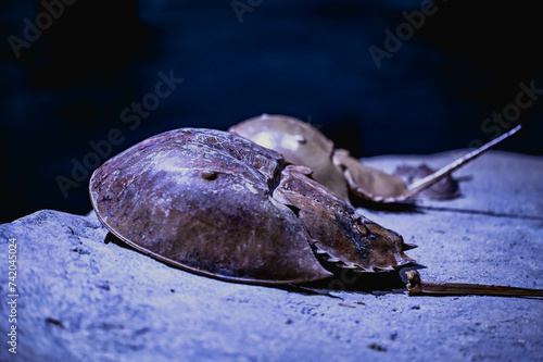 Photography animals, fish, aquarium, tank , ocean, travel, abstract, blue, sea, beach, tropi