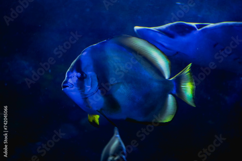 Photography animals, fish, aquarium, tank , ocean, travel, abstract, blue, sea, beach, tropi