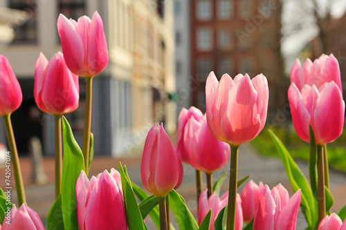 Fototapeta tulips, flower