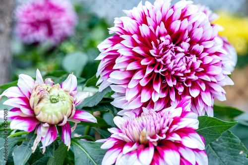 Obraz na plátně chrysanthemum, beautiful flowers