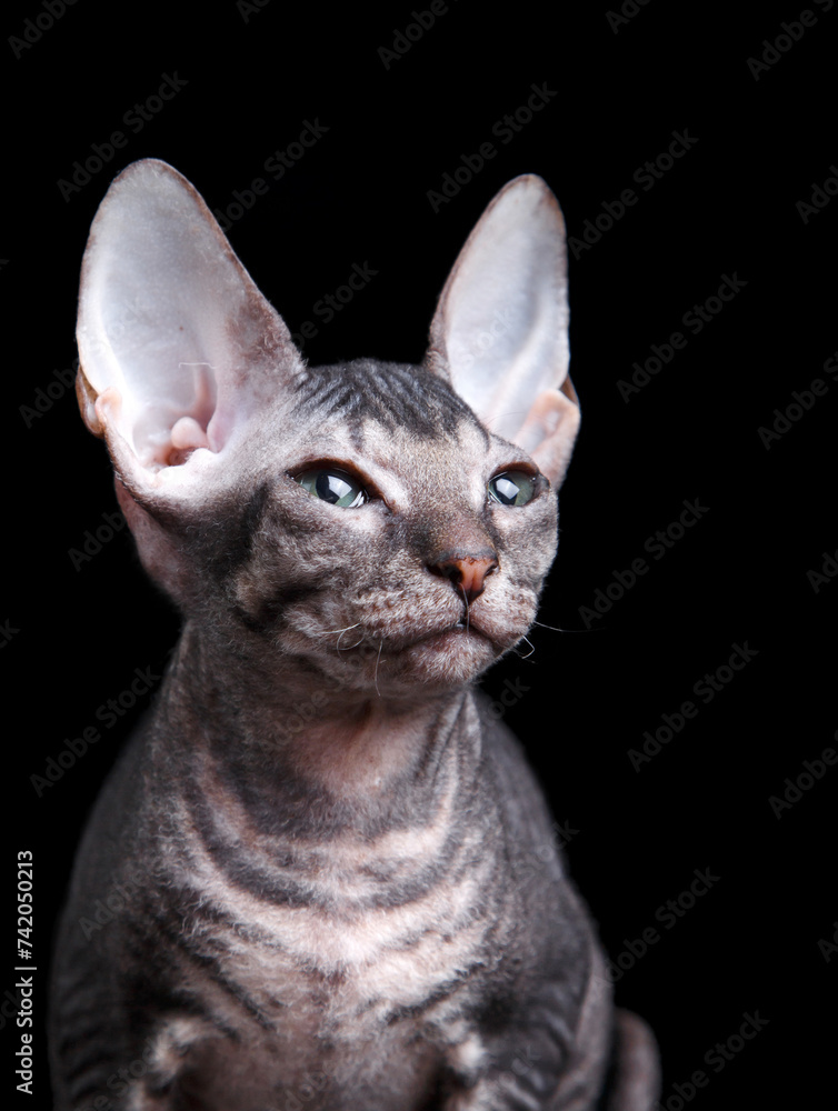 A Sphynx cat gazes to the side against a black backdrop. Pet in studio A Sphynx cat gazes to the side against a black backdrop. Pet in studio