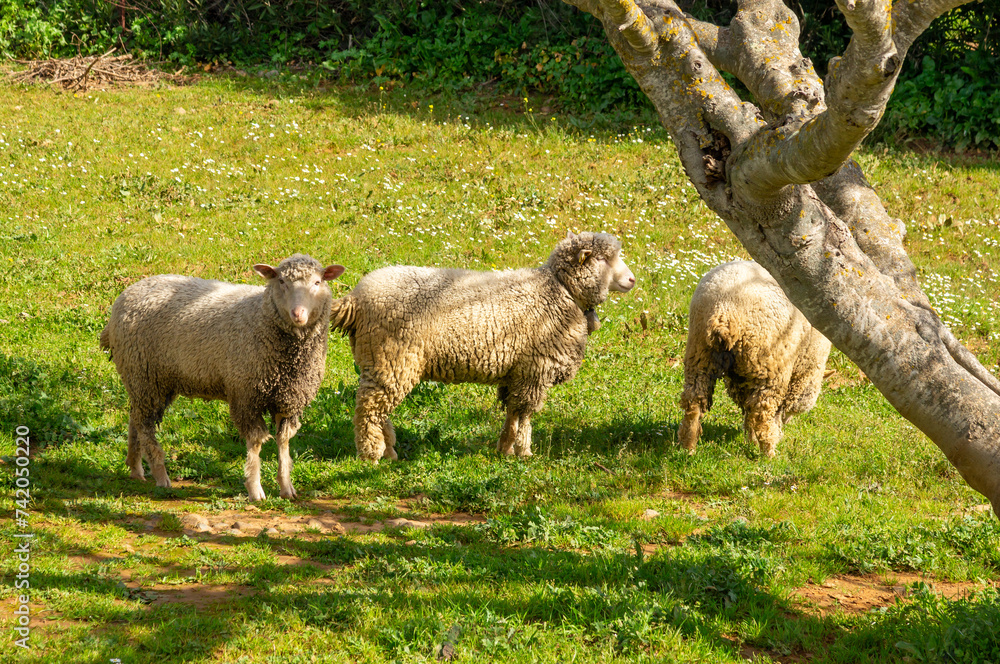 Obraz premium Wool in the Sun: Merino Sheep with a bell under the Warm Spring Sun.