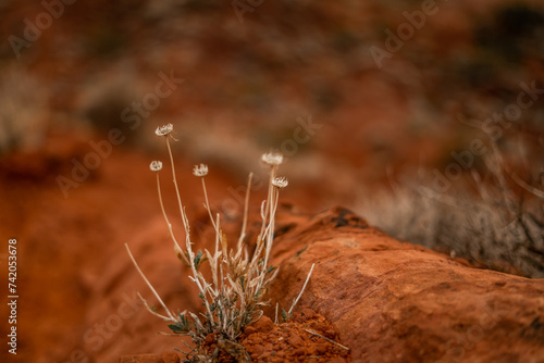 Little Dead Flowering Dried Plants Orange Red Rocks Ivins Utah St. George Winter