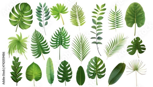different leaves in various shapes on a white background  in the style of realistic details