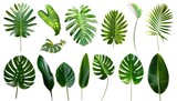 different leaves in various shapes on a white background, in the style of realistic details