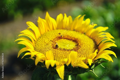 native bees on sunflower