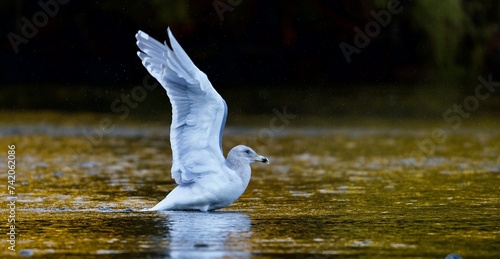 seagull on the water