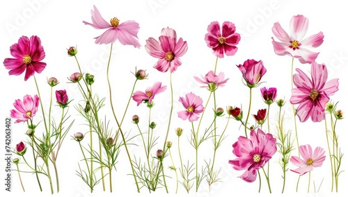 various pink flowers on a white background, in the style of colorful drawings