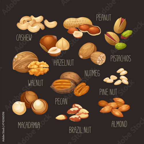 Vector set of different nuts with names cashew,walnuts,macadamia,brazil nut,pecan,hazelnut,peanut,pistachios,nutmeg,pine nuts,almond. 
