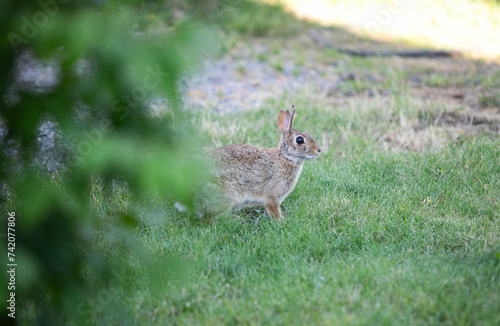 Rabbit in grass © Simonephotographyco