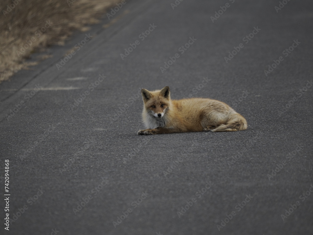 Hokkaido, Japan - February 19, 2024: A Sleepy Ezo red fox or kitakitsune or Vulpes vulpes schrencki on a road at Notsuke Peninsula in Hokkaido, Japan Hokkaido, Japan - February 19, 2024: A Sleepy Ezo red fox or kitakitsune or Vulpes vulpes schrencki on a road at Notsuke Peninsula in Hokkaido, Japan