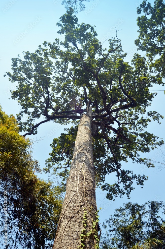 Fototapeta premium big trees in the forest