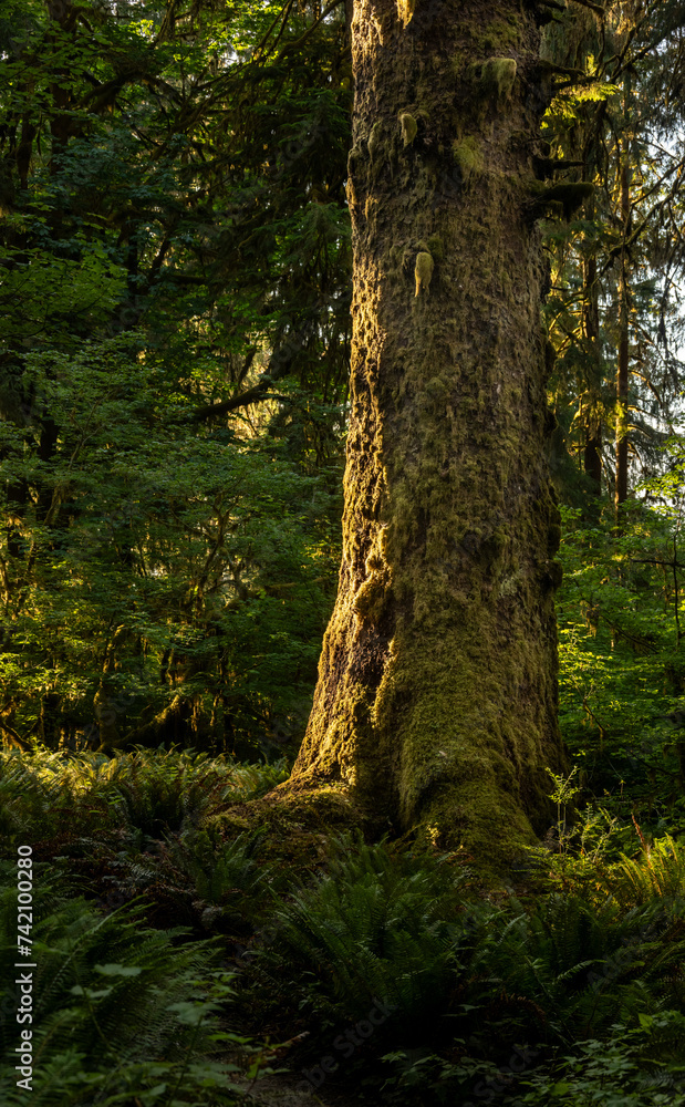 Dark Ferns Cover The Forest At The Base Of Large Mossy Tree Dark Ferns Cover The Forest At The Base Of Large Mossy Tree