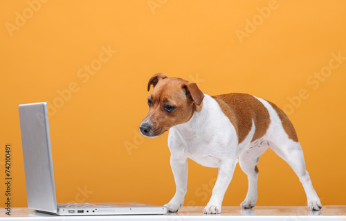 smart dog with laptop on orange background © serhii