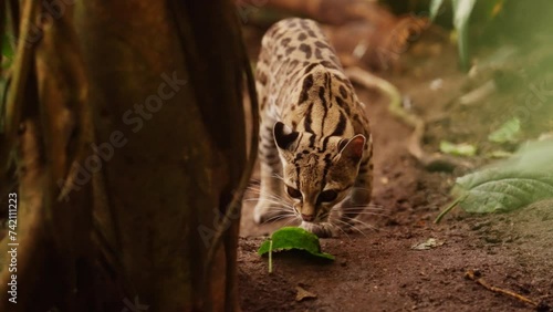 Close-Up Of Margay Sniffing And Climbing In Forest
