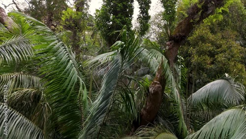 Descending Drone View of Rainforest Canopy and Ferns in Wollumbin National Park photo