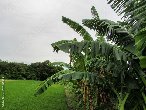 View of banana trees growing on the edge of rice fields