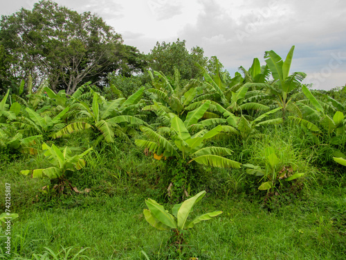 View of banana trees growing on the edge of rice fields