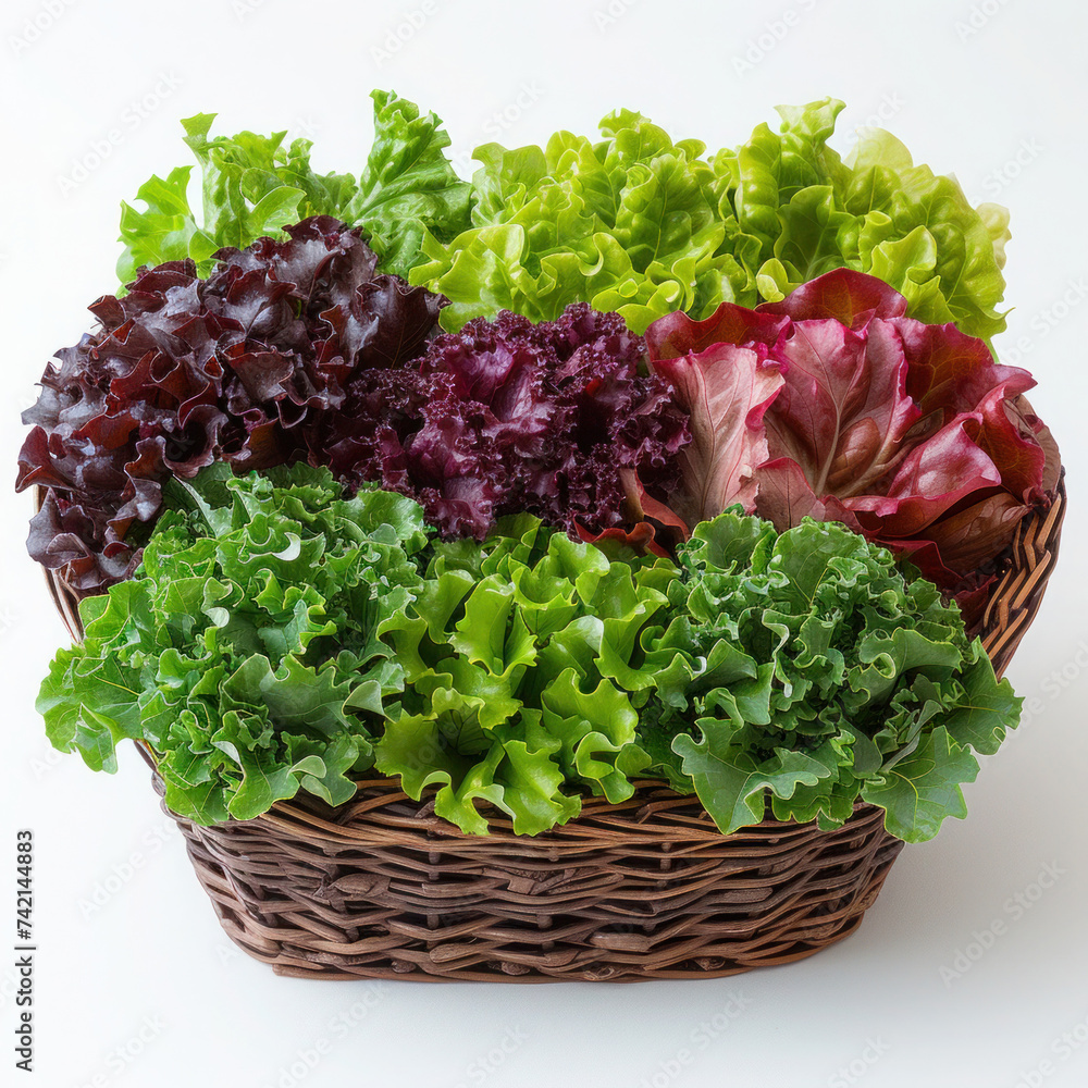 Lush Green Vegetable Basket: A fresh assortment of lettuce and vegetables in a white basket, showcasing healthy and organic ingredients for salads and nutritious meals Lush Green Vegetable Basket: A fresh assortment of lettuce and vegetables in a white basket, showcasing healthy and organic ingredients for salads and nutritious meals