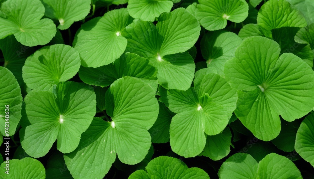 Vibrant green leaves in close-up, perfect for nature-themed projects Vibrant green leaves in close-up, perfect for nature-themed projects