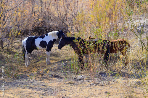 Wild Horses in Big Bend National Park, in Southwest Texas. photo